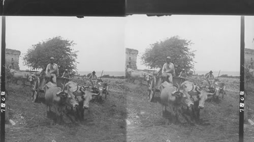 Ox carts and drivers on a sugar plantation, St. Croix,West Indies Virgin Islands