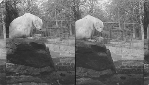 Big game of the frozen north - beautiful polar bear in Bronx Park. N.Y.C