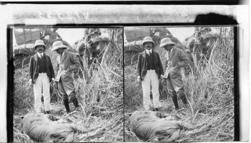 The Dead man-eater, Behar Jungle, R.B. Tiger Hunters, India