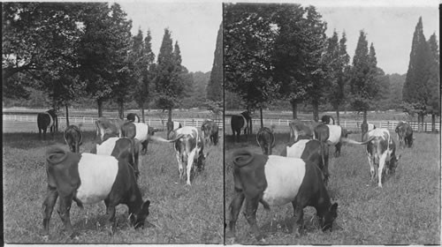 Thoroughbred “Belted Dutch” Cattle on a Pennsylvania Farm