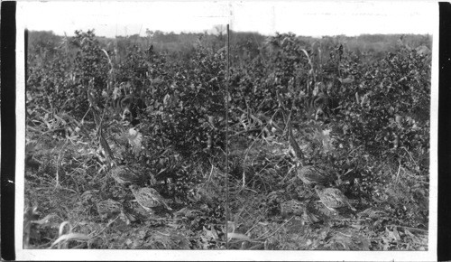 Hunting in the western prairie country, a covey of quail and a pointer [Hunting dog] in a field of corn stubble, Kansas