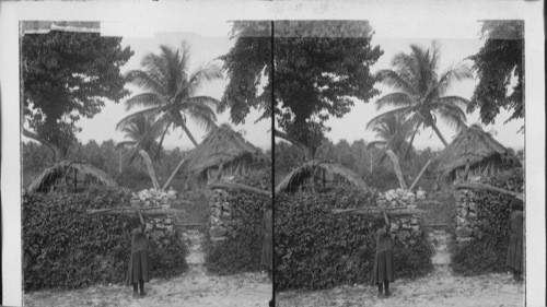 Homes of coolie laborers under the palms, North to Caribbean Sea. Jamaica