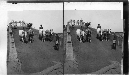 India. “Joara” (well) with Bullocks Hauling Water for Irrigation, Agra