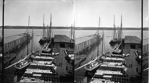 Fishing schooners from the banks in Halifax Harbor, Cod fish being laid out on barrels on pier to dry, Halifax, N.S