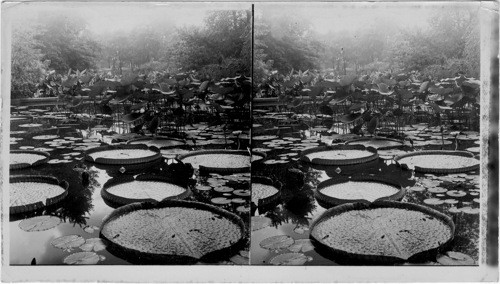 Lily Pond, Lincoln Park, Chicago, Ill