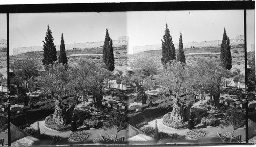 The Garden of Gethsemane, Looking S. W. to the City Wall. Jerusalem