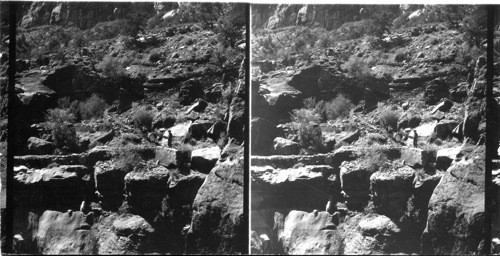 Along the Hermit Creek Trail (on the way to "Hermit Camp" looking south = 1200 ft down from Rim. In photographing #48024 Box 36-21 - the camera was on the trail that we see in the distance in this view 47879. In taking this view 47879 was physically impossible to have life foreground so I just show some of the rock