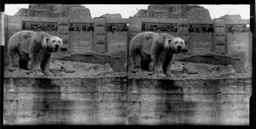 Big game of the frozen north - beautiful polar bear in Bronx Park. N.Y.C