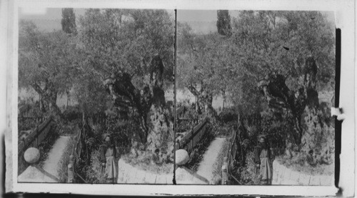 Garden of Gethsemane near Jerusalem, Palestine