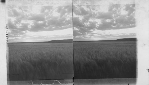 Large Field of Barley, Wash