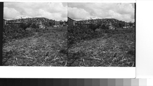 Puerto Rico, Cayey: Looking across a harvested cane field toward the mountain town of Cayeys. Sawders 1949