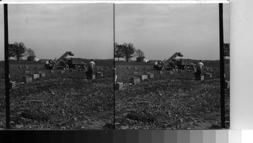 Automatic Potato-loading machine, Northeastern Ohio