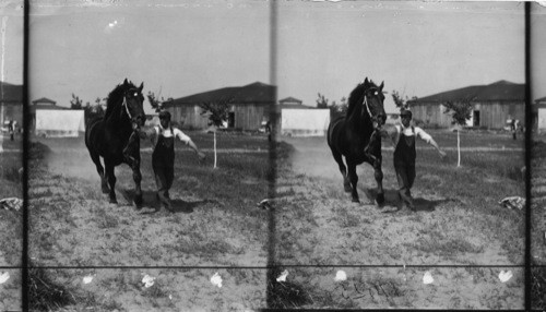 Exercising a Thoroughbred, State Fair, Pueblo, Colo