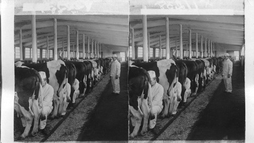 Milking time. his point shows a line in which these are over 50 cows. a dozen men milking at one time. Fairfield Dairy, Fairfield, N.J