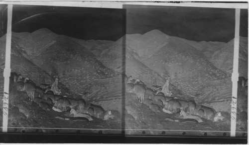 Shepherd and his flock in the mountains of Judea, Palestine