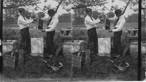 Transferring Bees to Another Hive, Penna