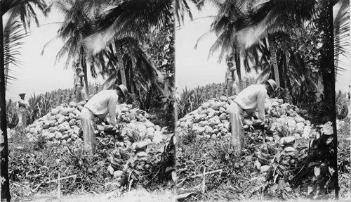 Husking Coconuts. Jamaica