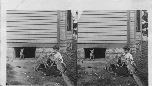 Lady with her pet coyotes or prairie wolves. Washington (?)