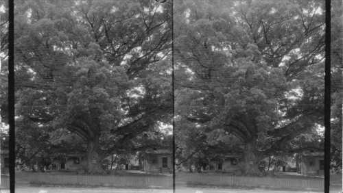 Wye Oak Tree 375 yrs. old, spread 375 feet. Diameter [of trunk] one foot from ground, 18 ft - 3 inches. Queen Anne's Co., near Wye Mills, Maryland