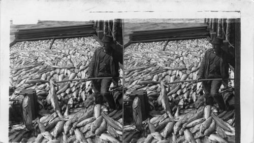 Great Canning Industries of the N.W. - Fifty Tons of Salmon. Puget Sound, Was