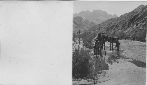 Half Neg. A spring in Wady Feiran, Sinai Wilderness. Egypt. Sinai Peninsula