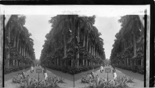 One of the most splendid palm bordered avenue on earth, Calcutta