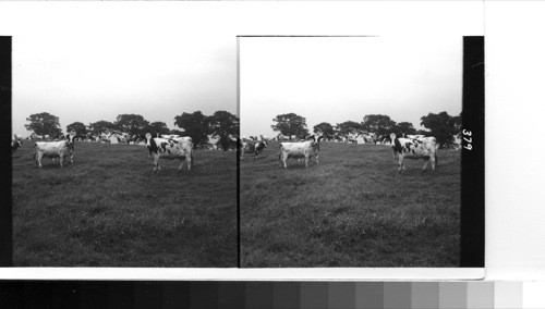 Great Britain, Scotland near Auchterarder: pure strain Ayreshire dairy cattle scientifically bred on the farmland of the house of Gask in Perthshire