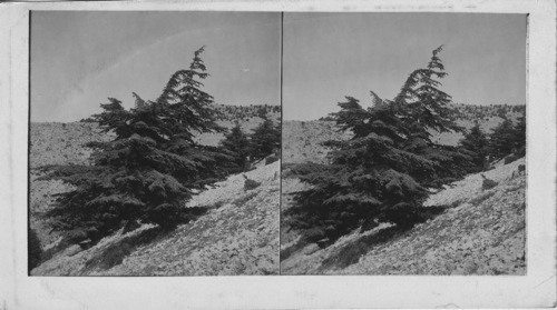 The Beautiful Cedars Crowning the Slopes of Mt. Lebanon