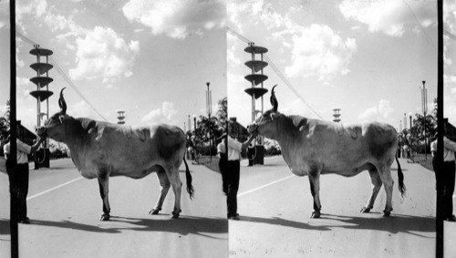 "Lone Star," largest cow in the world, Mother, a small Jersey Cow, Weighing 530 lbs., Sire, a Brahma of ordinary size--weight 2800 lbs., height 73", 8 ft. 8 in. girth, owned by Miss Jeanne Manlsby, San Antonio, Texas