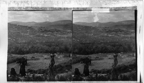 Hill of Samaria, from the South, surrounded by its fig and Olive Groves, Palestine. Asia