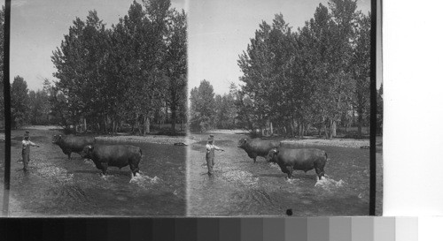 Short horned stock bulls (Climsland Broad(?) and Golden Demonstrator imported from one of the ranches of the Prince of Wales in England. Alta