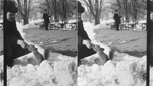 Feeding a grey [gray] squirrels [squirrel]. Central Park. N.Y