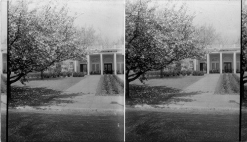 Double Cherry Blossoms at Haynes (Hains) Pt., Wash., D.C