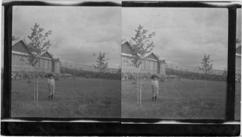 Government experimental farm near Fairbanks, Alaska