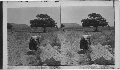 A Poor Woman of Zarephalk - Gathering Firewood. Palestine