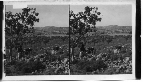 Hill Site of Ancient Maresha. S.W. beyond Modern Beit Jibrin, Judea