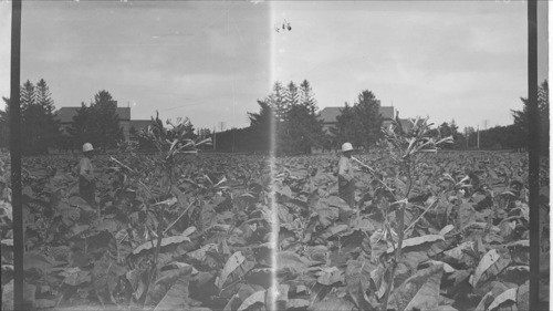 Close View of Tabbo Flower, Chatham, Ont