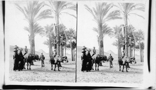 Native life in the Oasis of Sakkara, Egypt