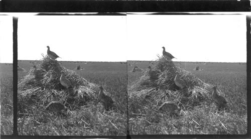 The Old Cock's Alarm. Prairie Chickens, South Dakota