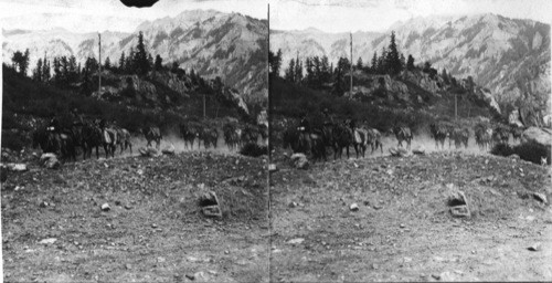 On the trail. Packtrain on mountain above Ouray. Colo. OK