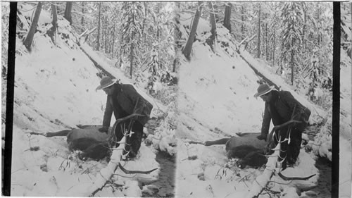 The monarch of mountain-game - Bull Elk, (Victim of the hunter's rifle, Montana. [Will Angelo pictured]