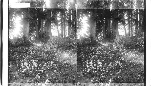 A Wealth of Avalanche Lilies in Mt. Rainier National Park, Washington