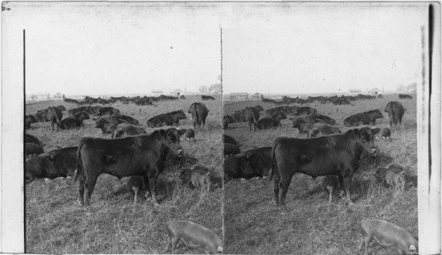 Aberdeen Angus Cattle. Illinois