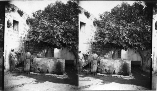 House of Simon, the Tanner, Jaffa, Palestine