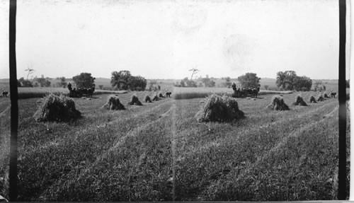 Reaping and Binding Wheat - Ontario, Canada