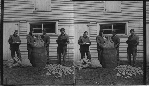 Boys treating seed potatoes to prevent scab. Linesville, Pa