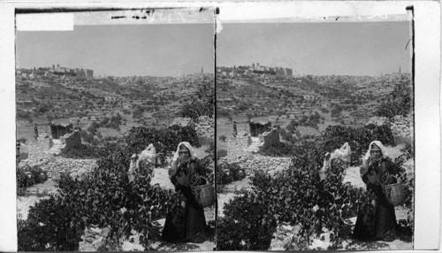 Vineyards and watch tower showing Church of Nativity and Bethlehem, Palestine