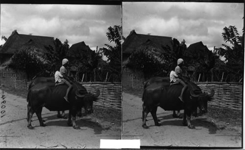 Riding A Carabao