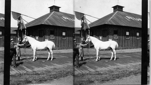 One of the horses of the Russian Emperor, World's Fair Chicago