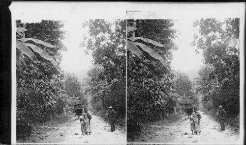 The Bog Walk. Jamaica